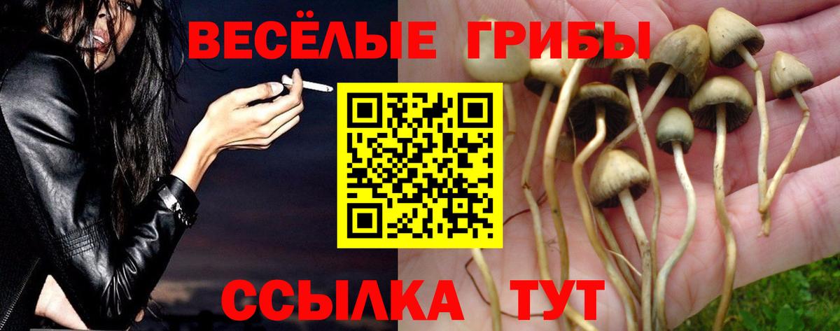 Галлюциногенные грибы Psilocybine cubensis Томск